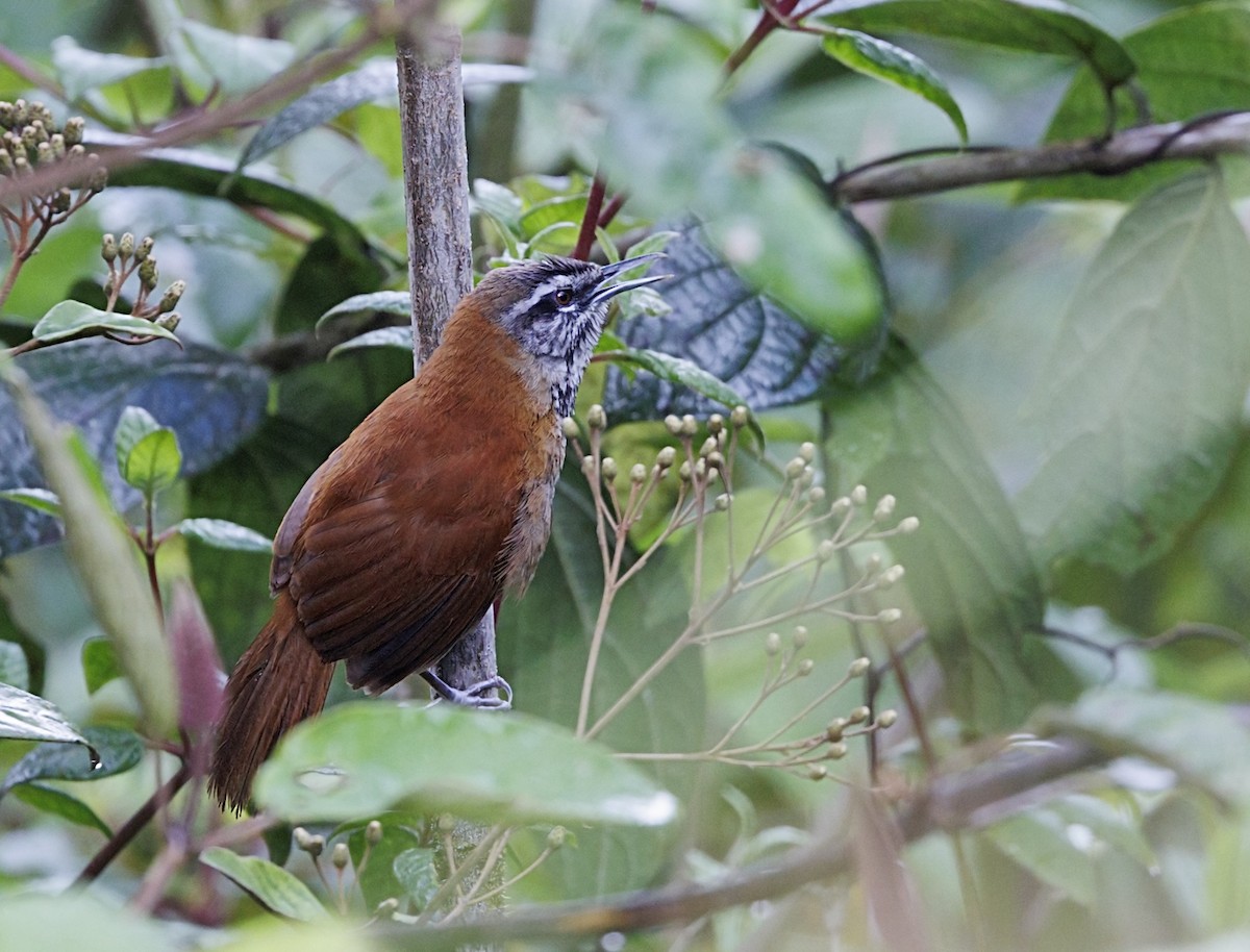 Kastanienrücken-Zaunkönig - ML644054145