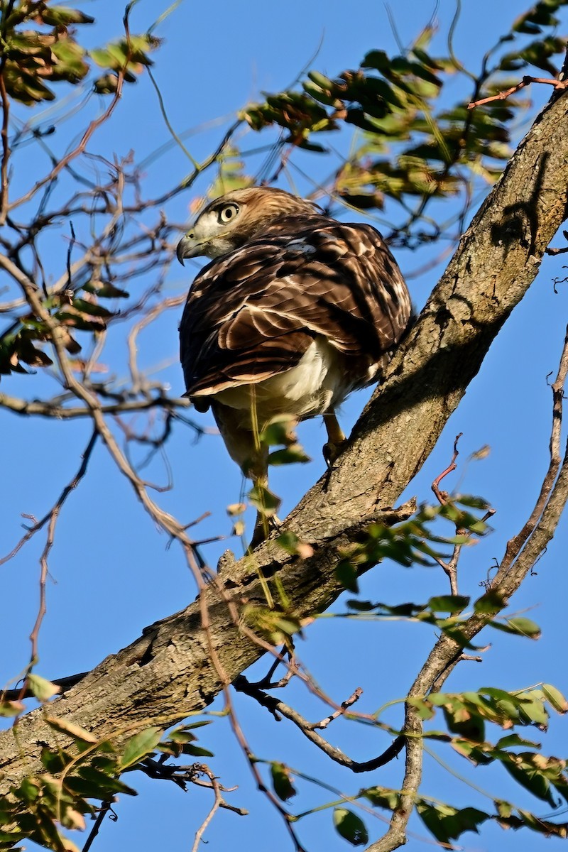 Cooper's Hawk - ML644054146