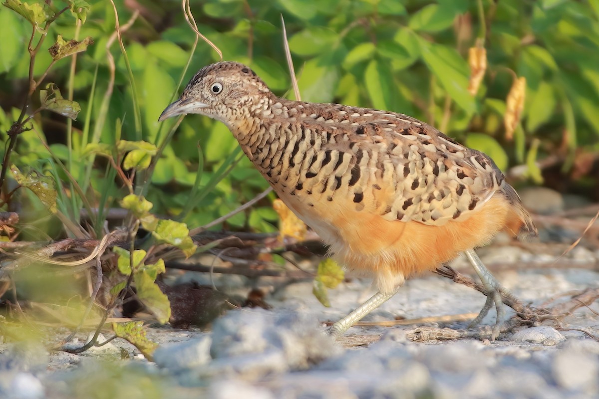 Barred Buttonquail - ML644054147