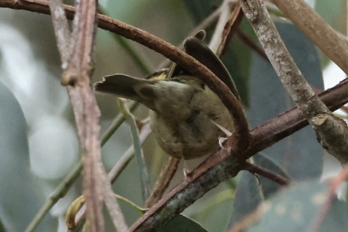 Worm-eating Warbler - ML644054150
