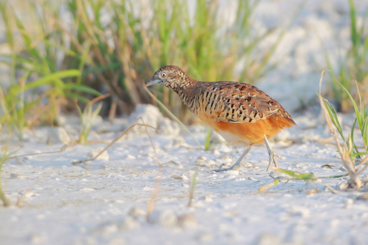 Barred Buttonquail - ML644054152