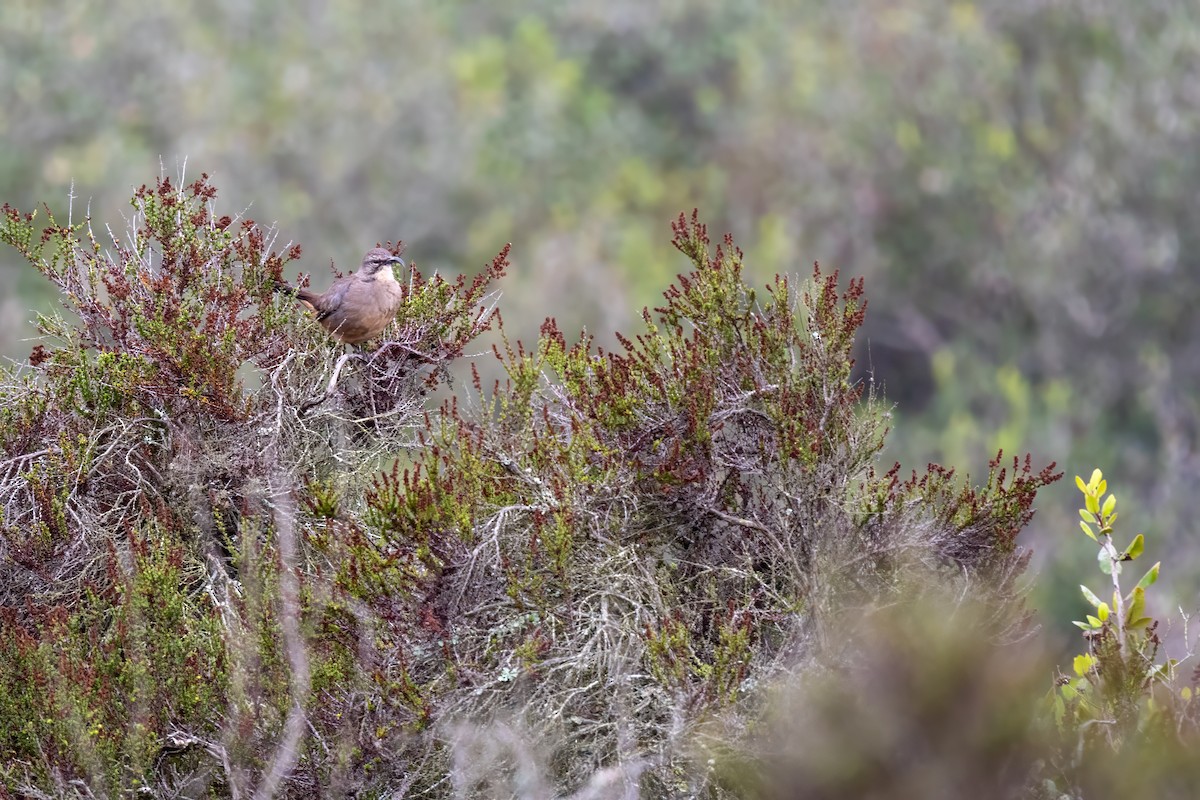 California Thrasher - ML644054160