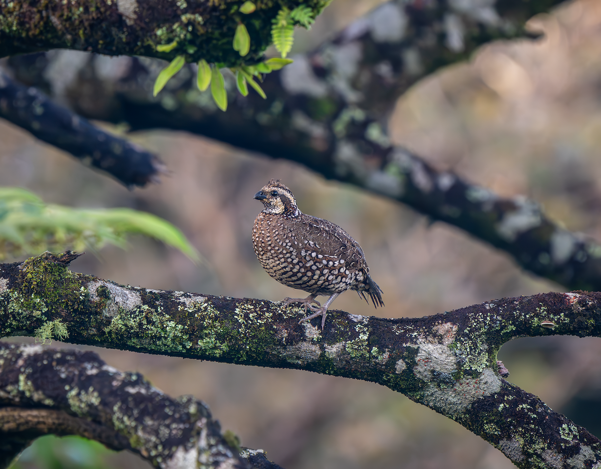 Spot-bellied Bobwhite - ML644054176