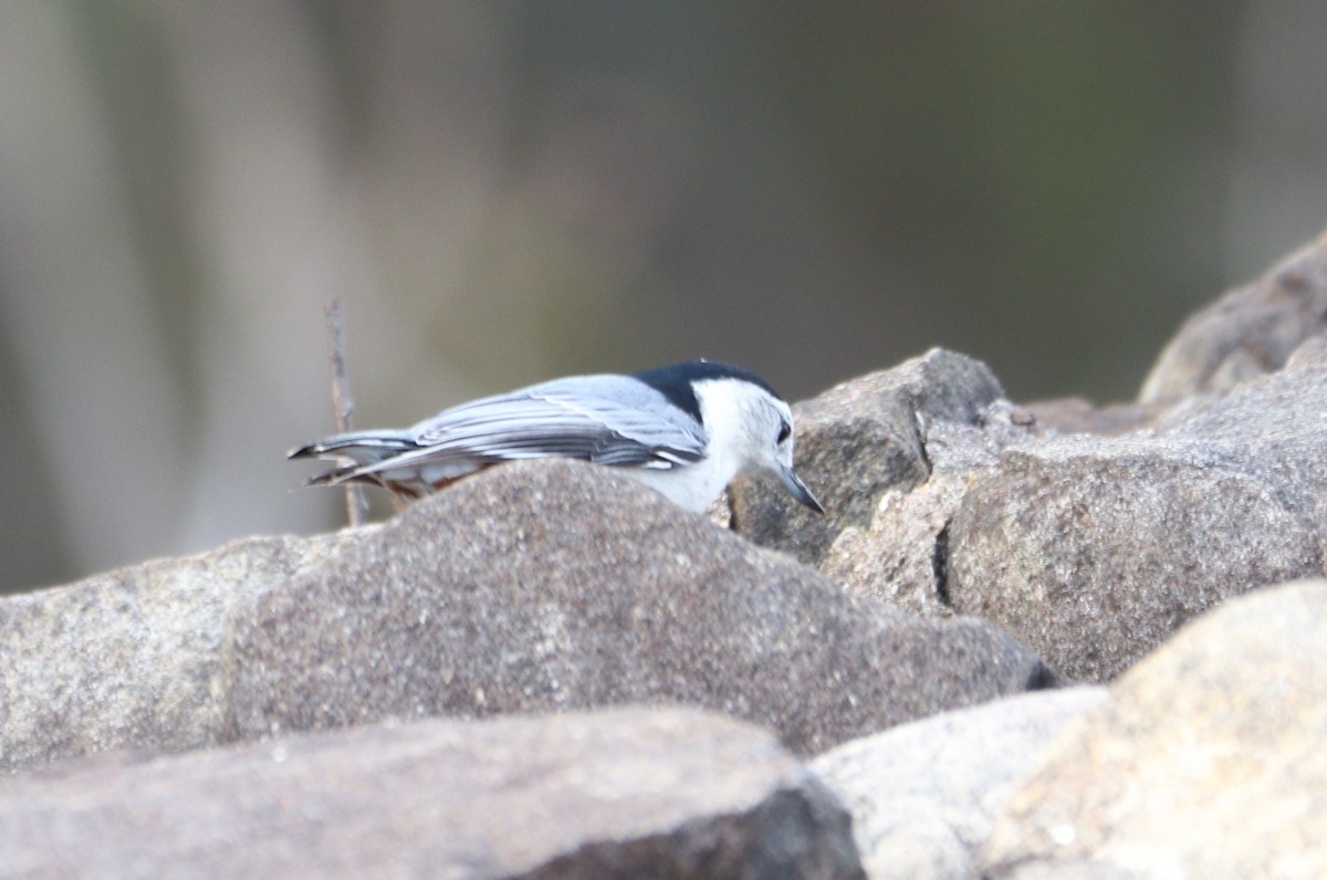 White-breasted Nuthatch (Eastern) - ML644054177