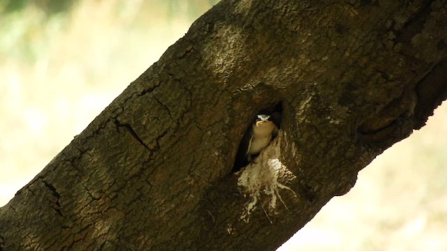 White-rumped Swallow - ML644054183
