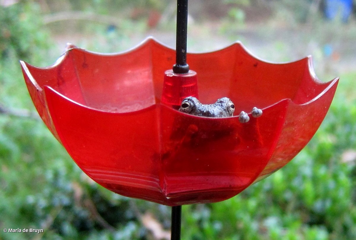 Green Frog - ML644054188