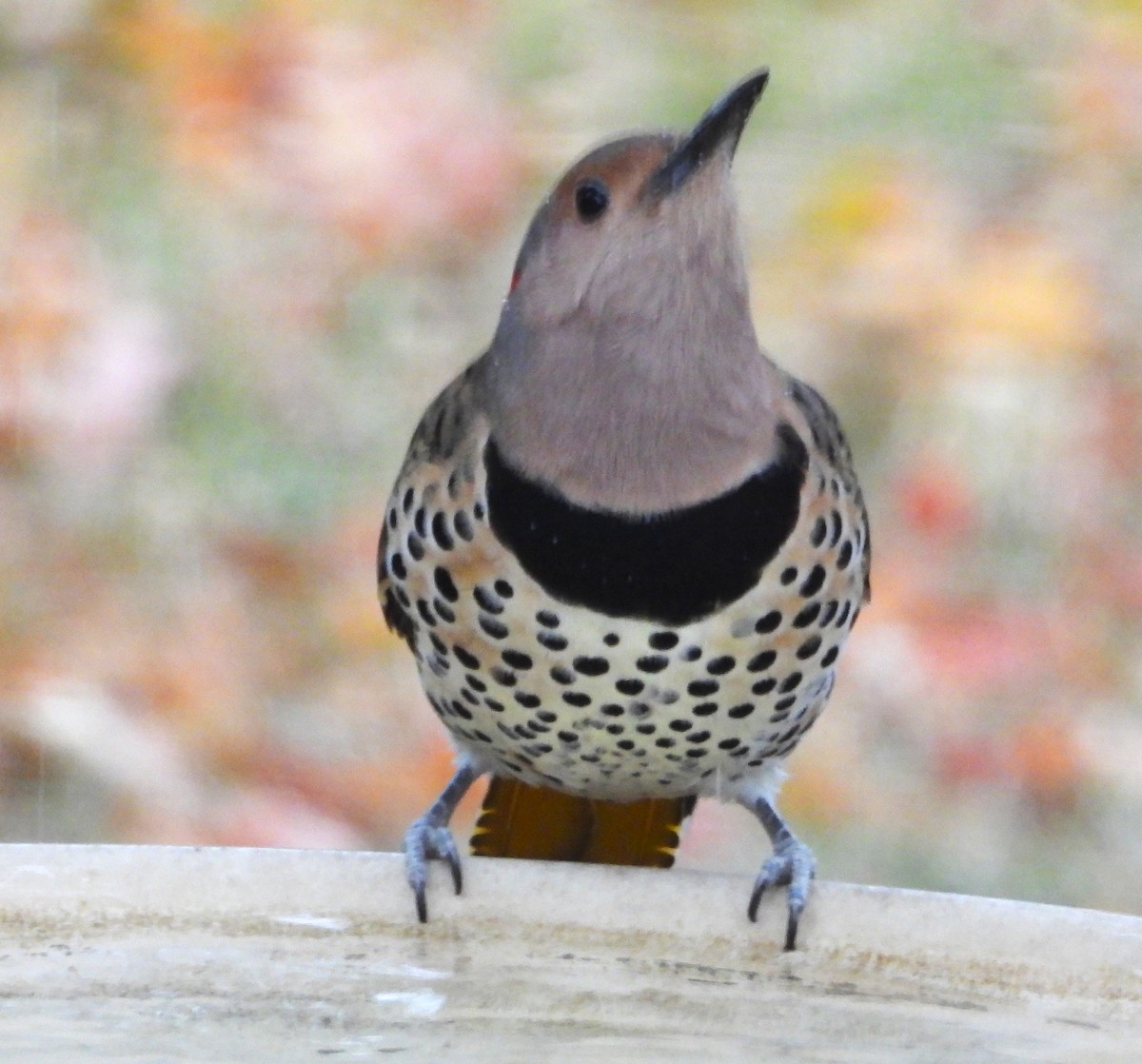 Northern Flicker - ML644054189
