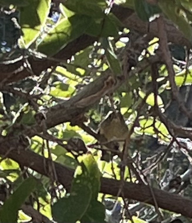 Ruby-crowned Kinglet - ML644054191