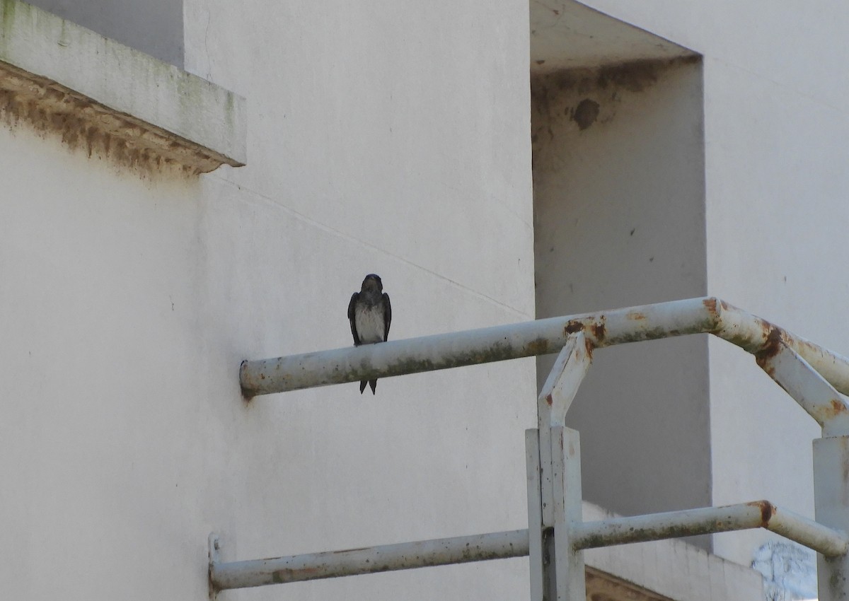 Gray-breasted Martin - ML644054192