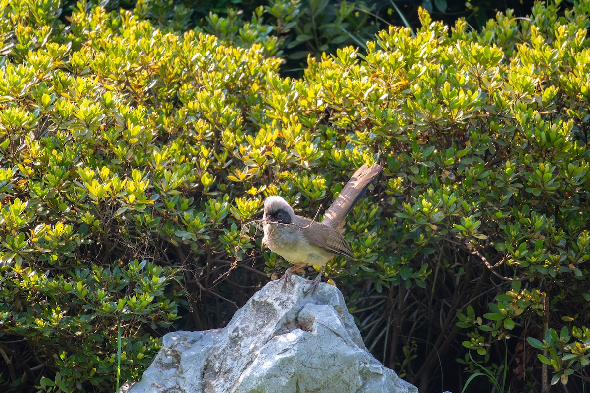 Masked Laughingthrush - ML644054193