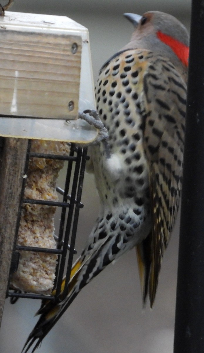 Northern Flicker - ML644054194