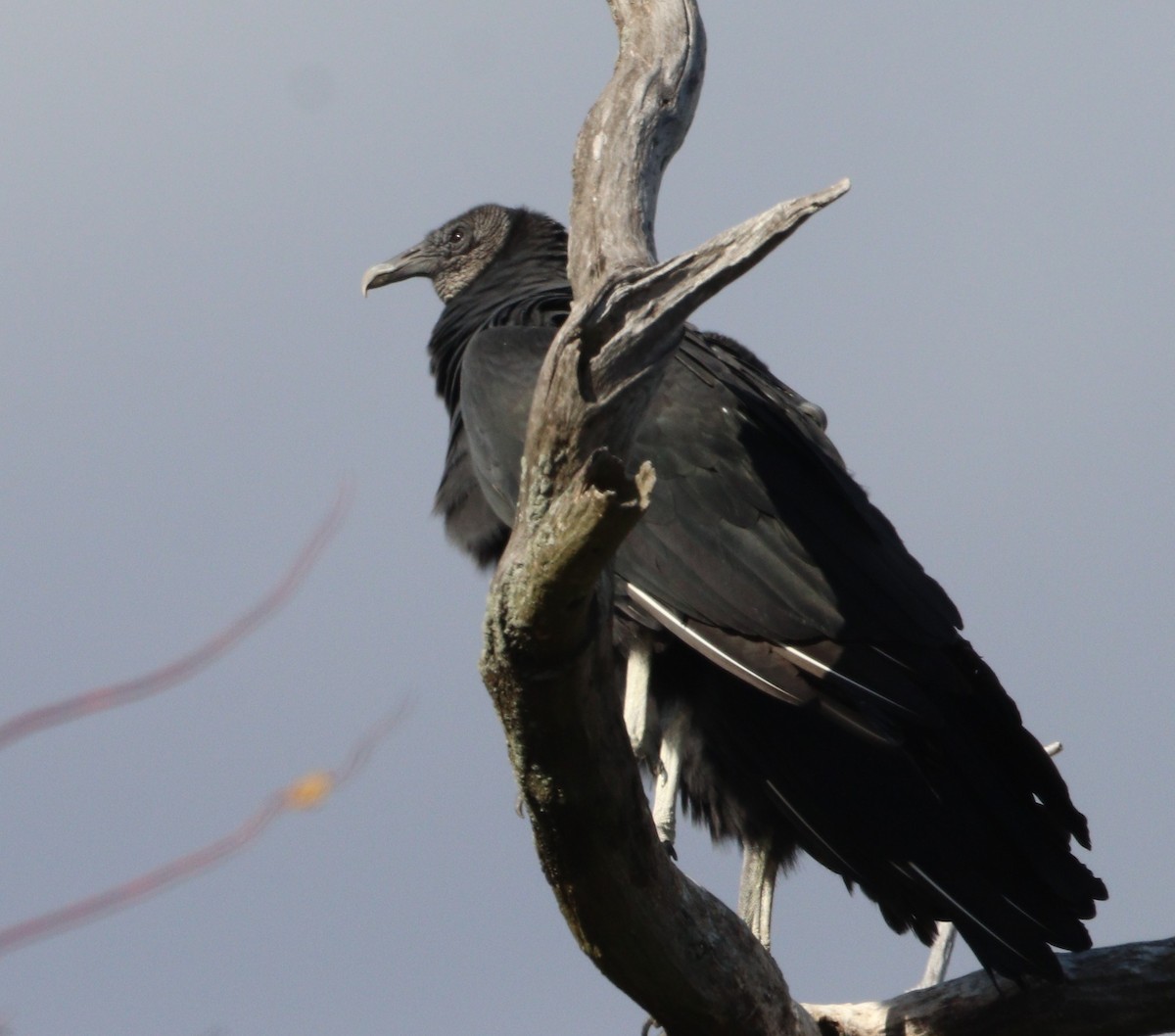 Black Vulture - ML644054198