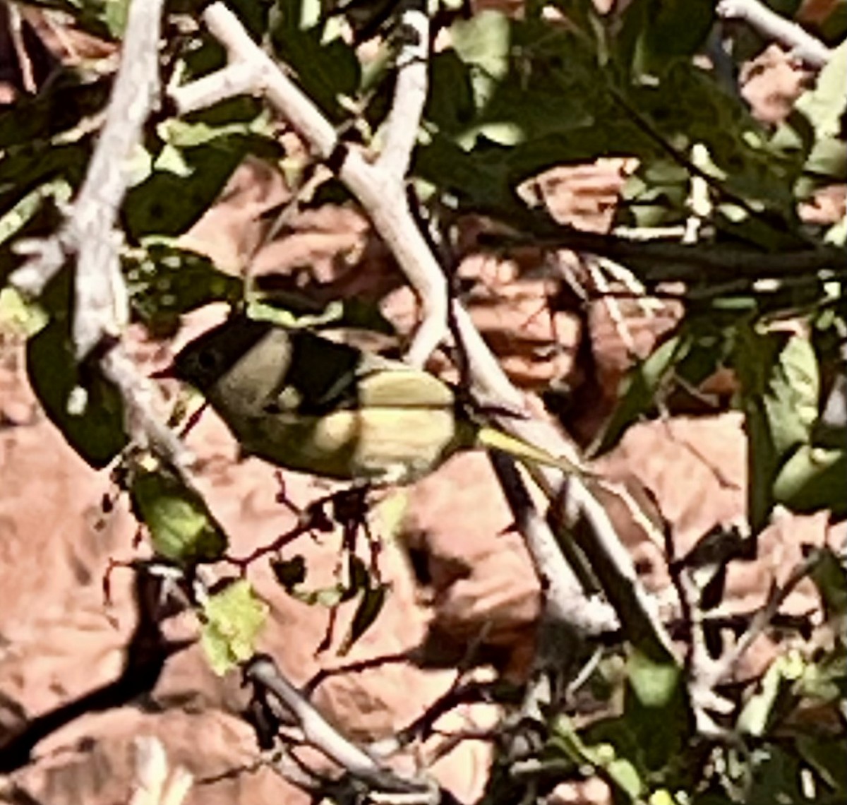 Ruby-crowned Kinglet - ML644054203