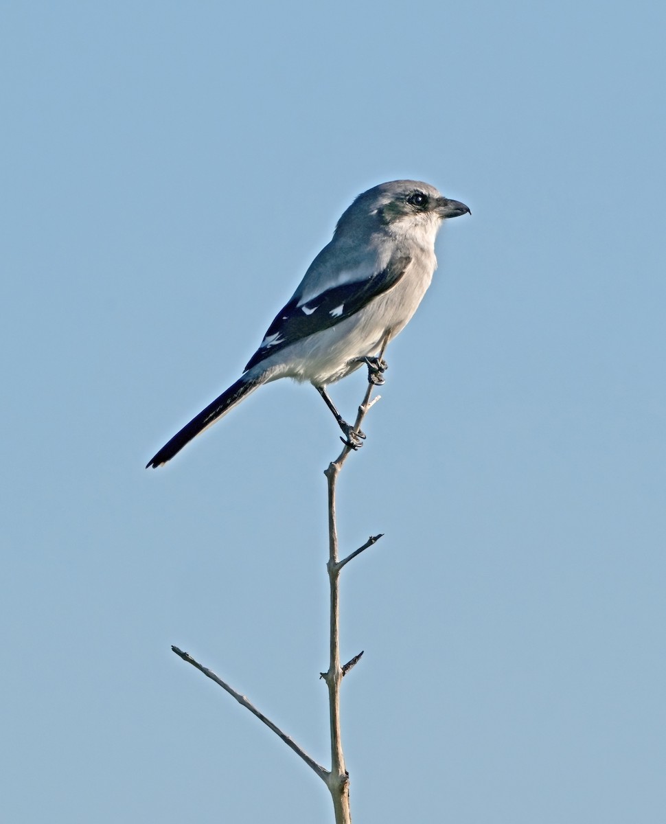 Loggerhead Shrike - ML644054204