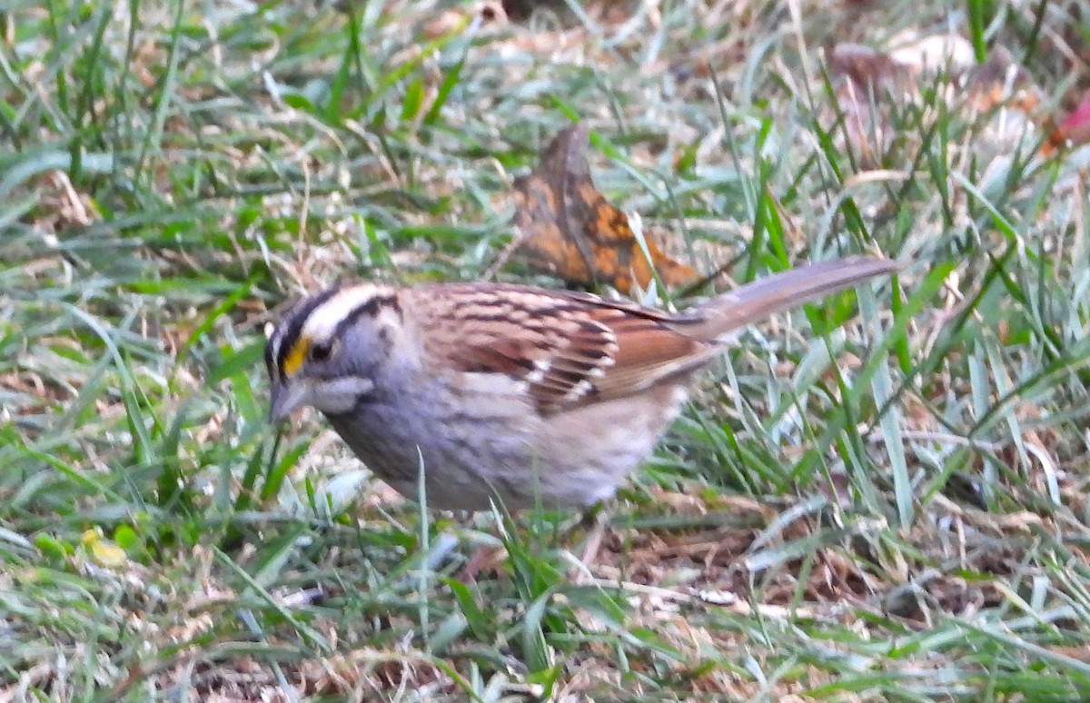 White-throated Sparrow - ML644054205