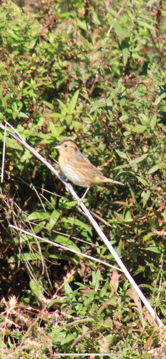 Nelson's Sparrow - ML644054212