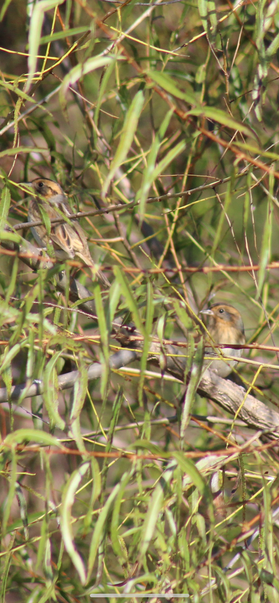 Nelson's Sparrow - ML644054213