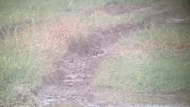 Avustralya Boyalıçulluğu - ML644054214