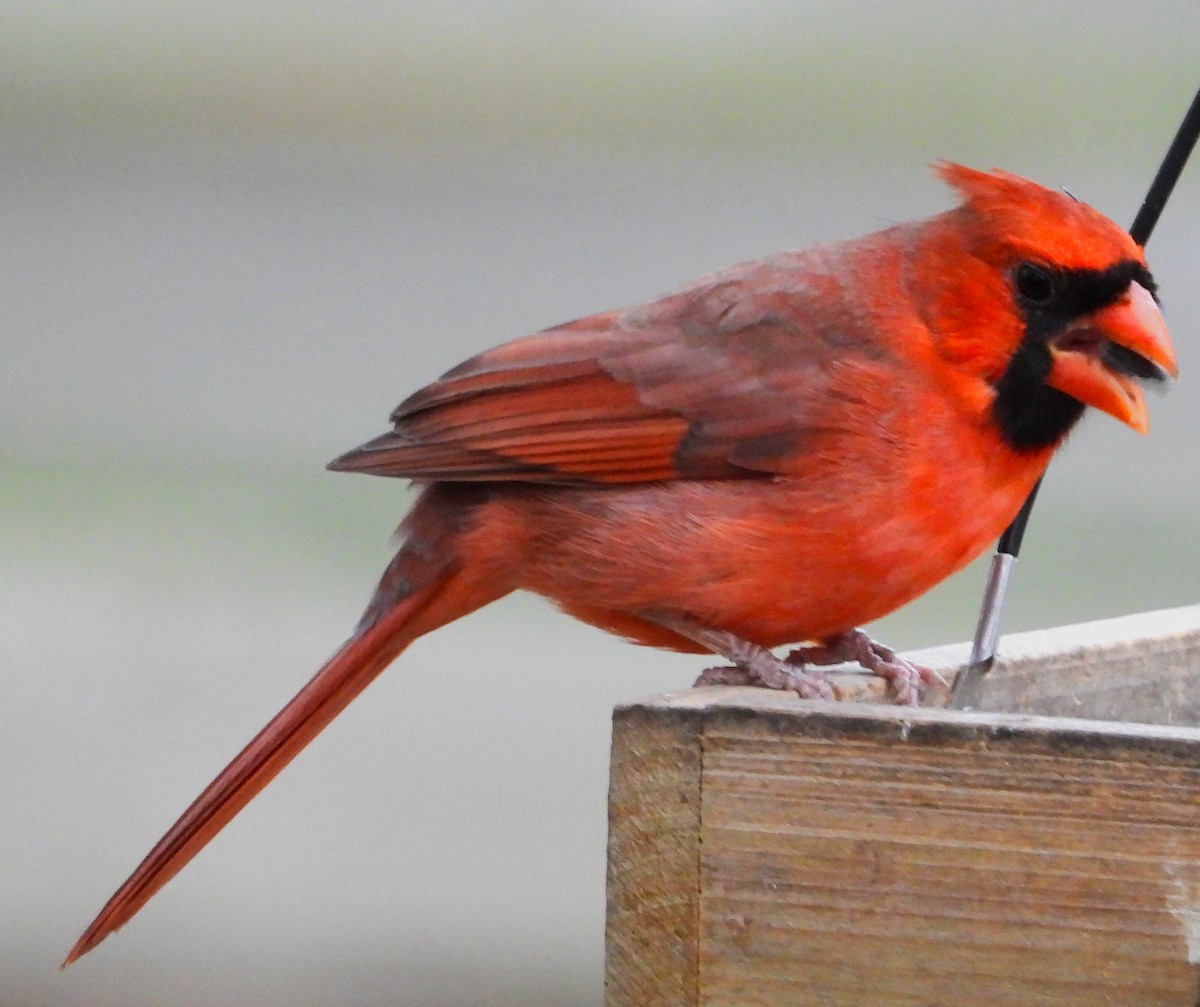 Northern Cardinal - ML644054215