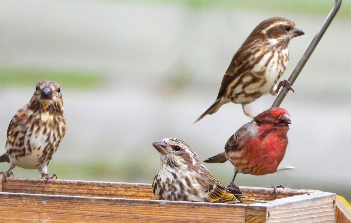 Purple Finch - ML644054222