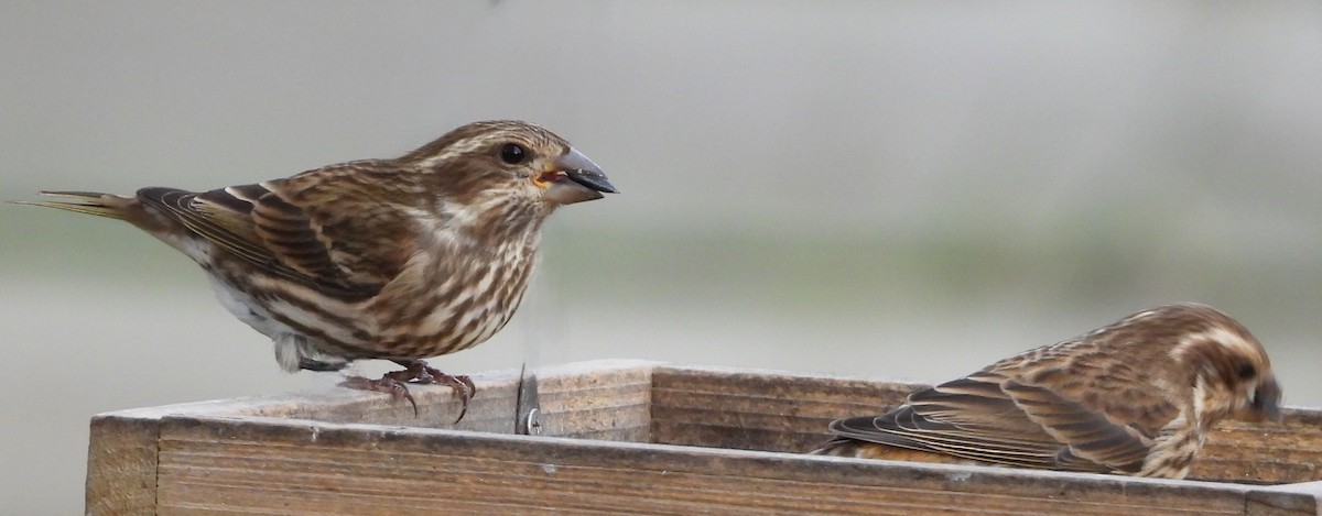 Purple Finch - ML644054223