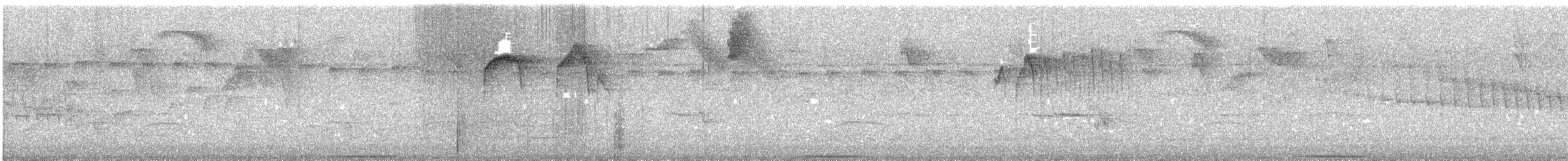 White-throated Quail-Dove - ML644054225