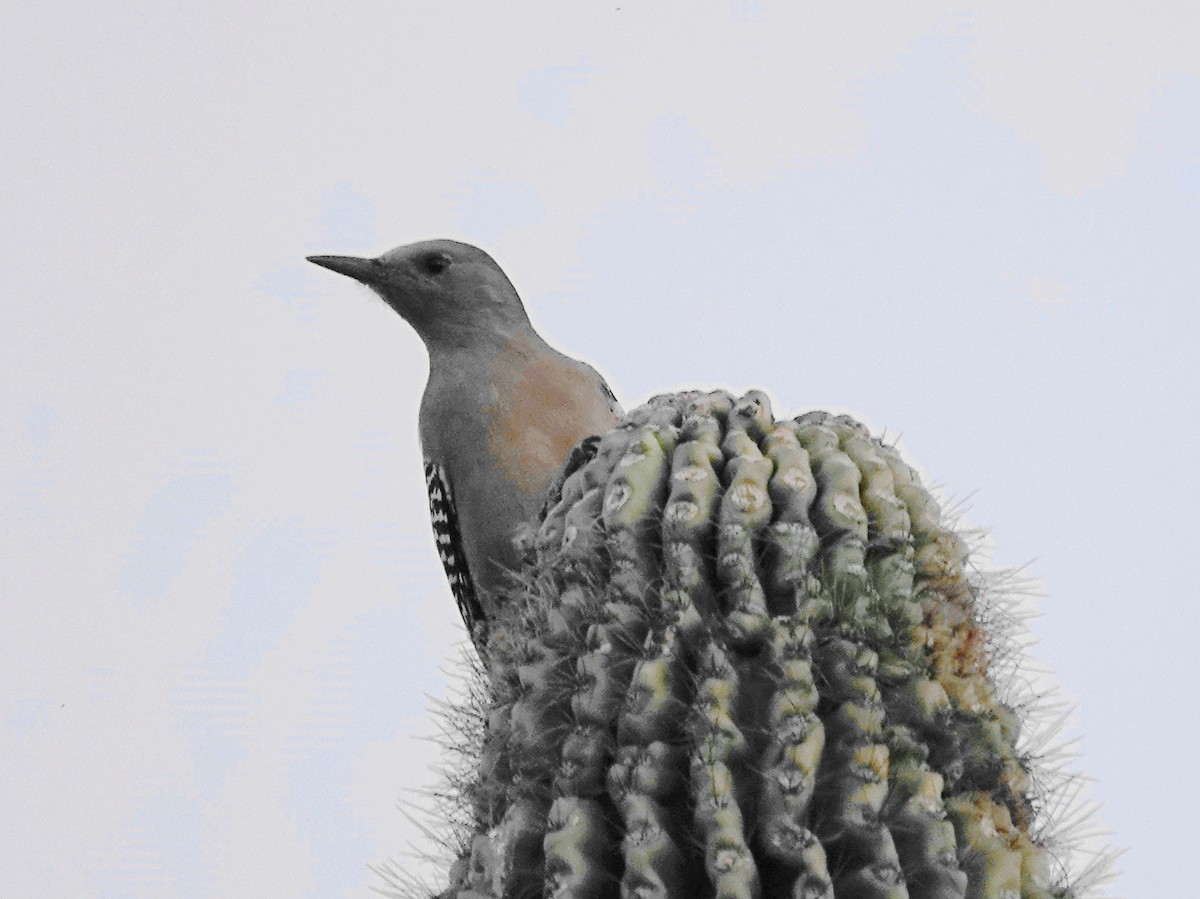 Gila Woodpecker - ML644054232