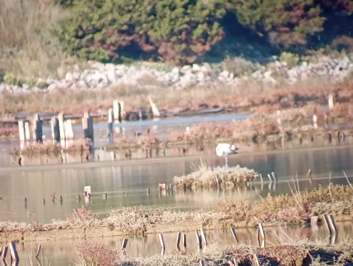 Greater Flamingo - ML644054236