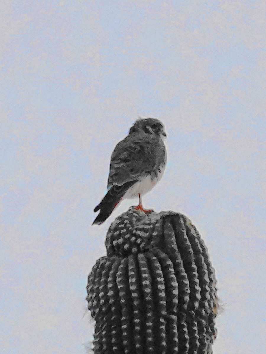 American Kestrel - ML644054240