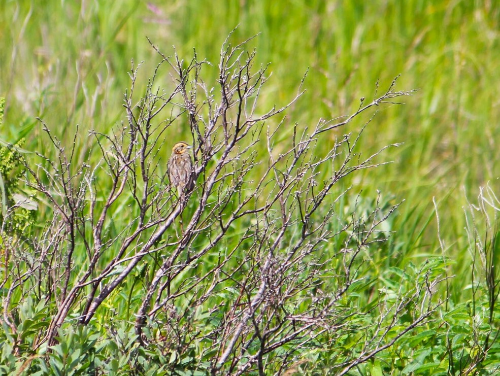 Nelson's Sparrow - ML644054246