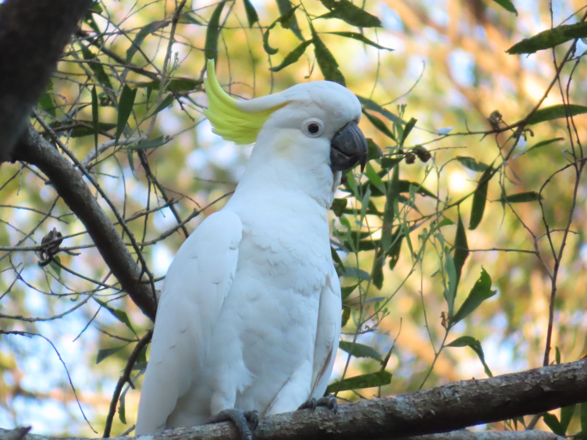 Cacatúa Galerita - ML644054251