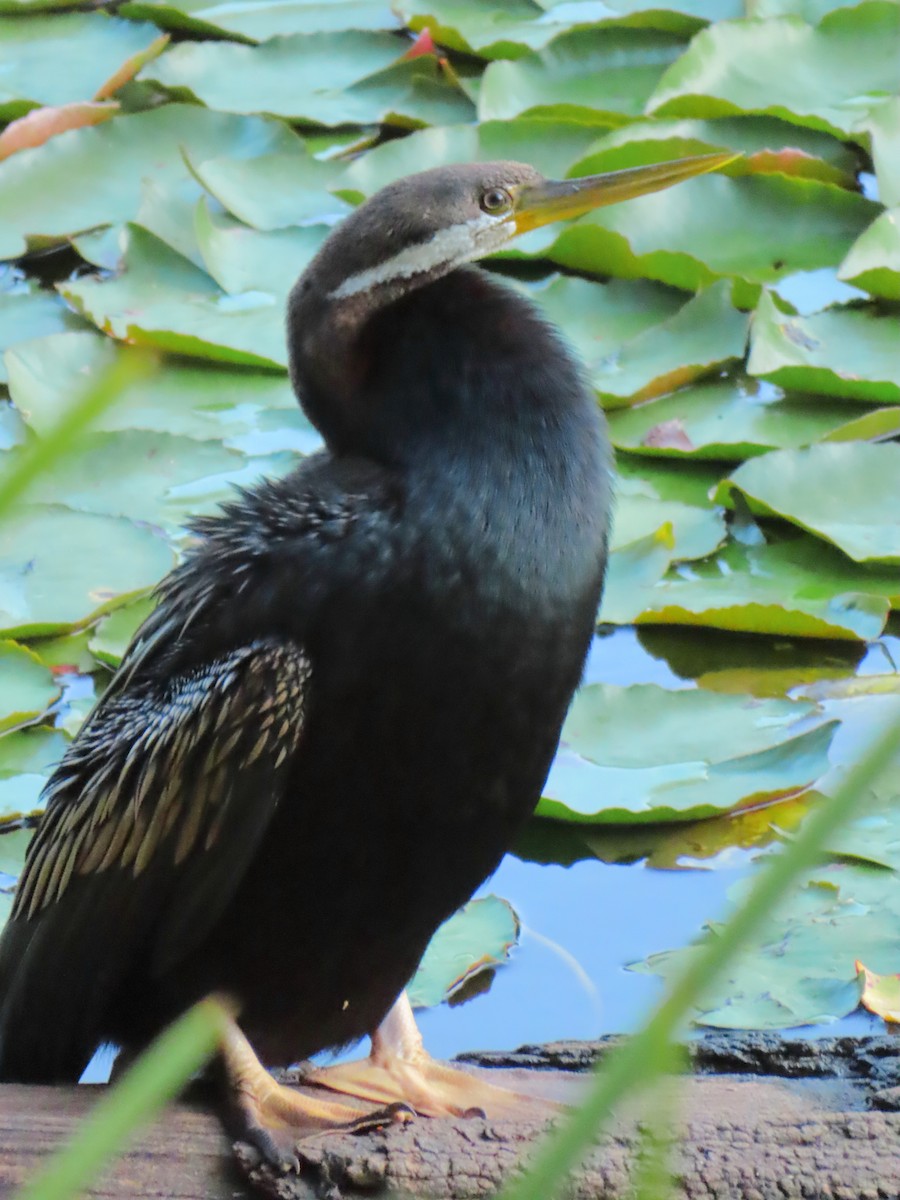 Anhinga Australiana - ML644054254