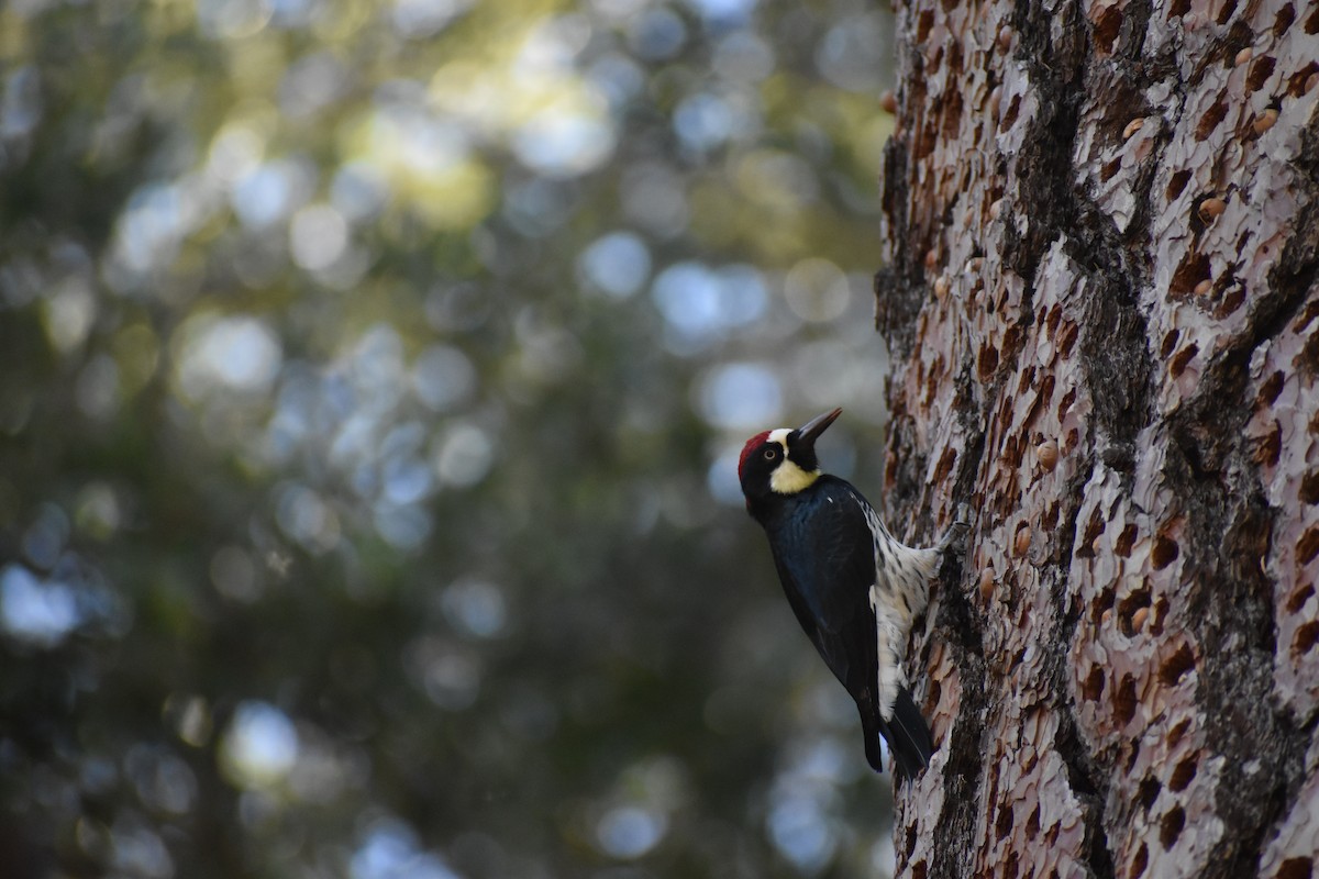 Acorn Woodpecker - ML644054303
