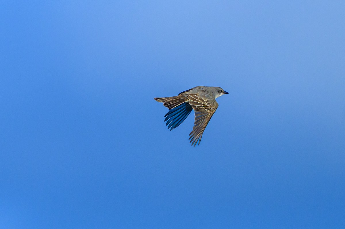Gray Kingbird - ML644054309