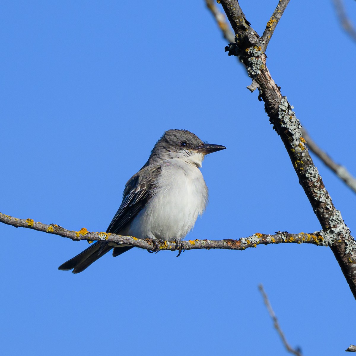 Gray Kingbird - ML644054310