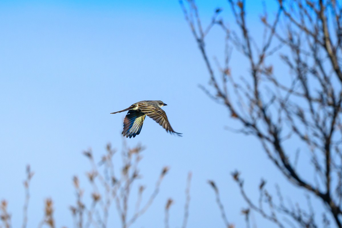 Gray Kingbird - ML644054311