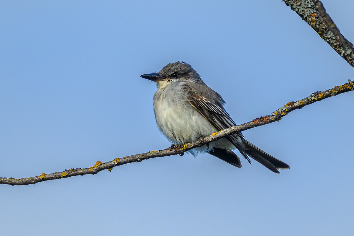 Gray Kingbird - ML644054312