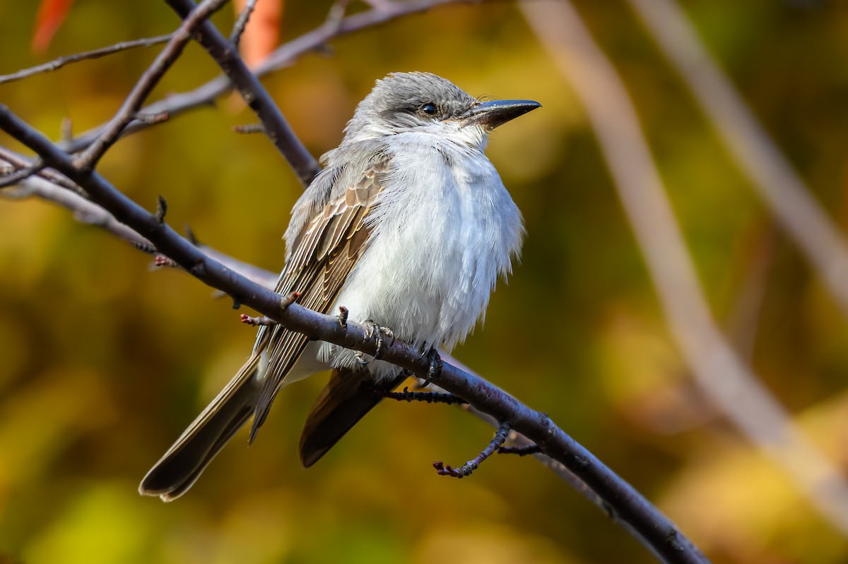 Gray Kingbird - ML644054313