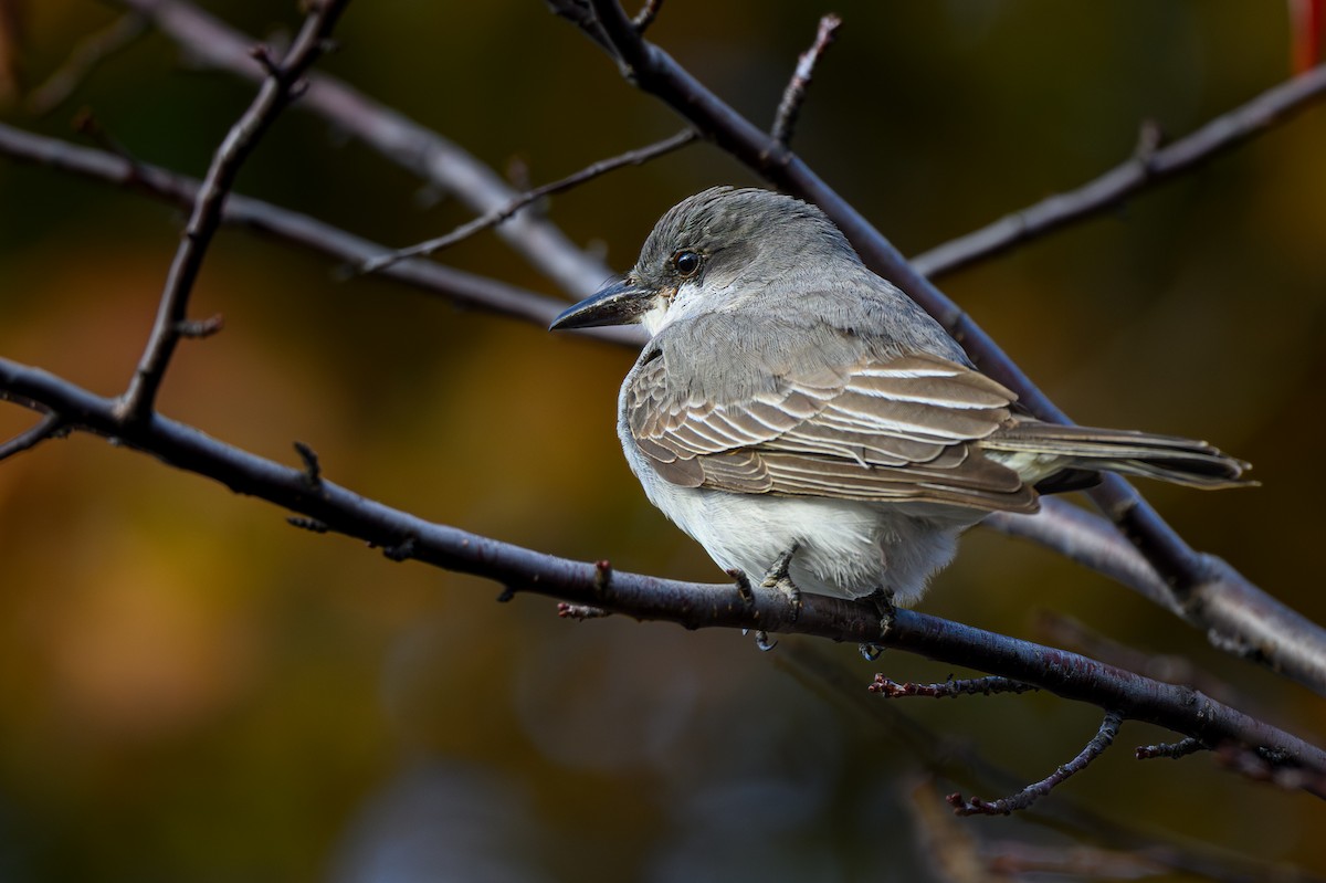 Gray Kingbird - ML644054314