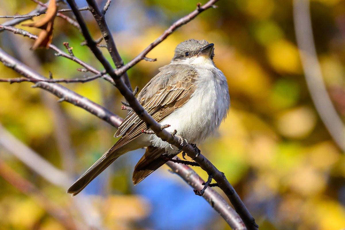 Gray Kingbird - ML644054315