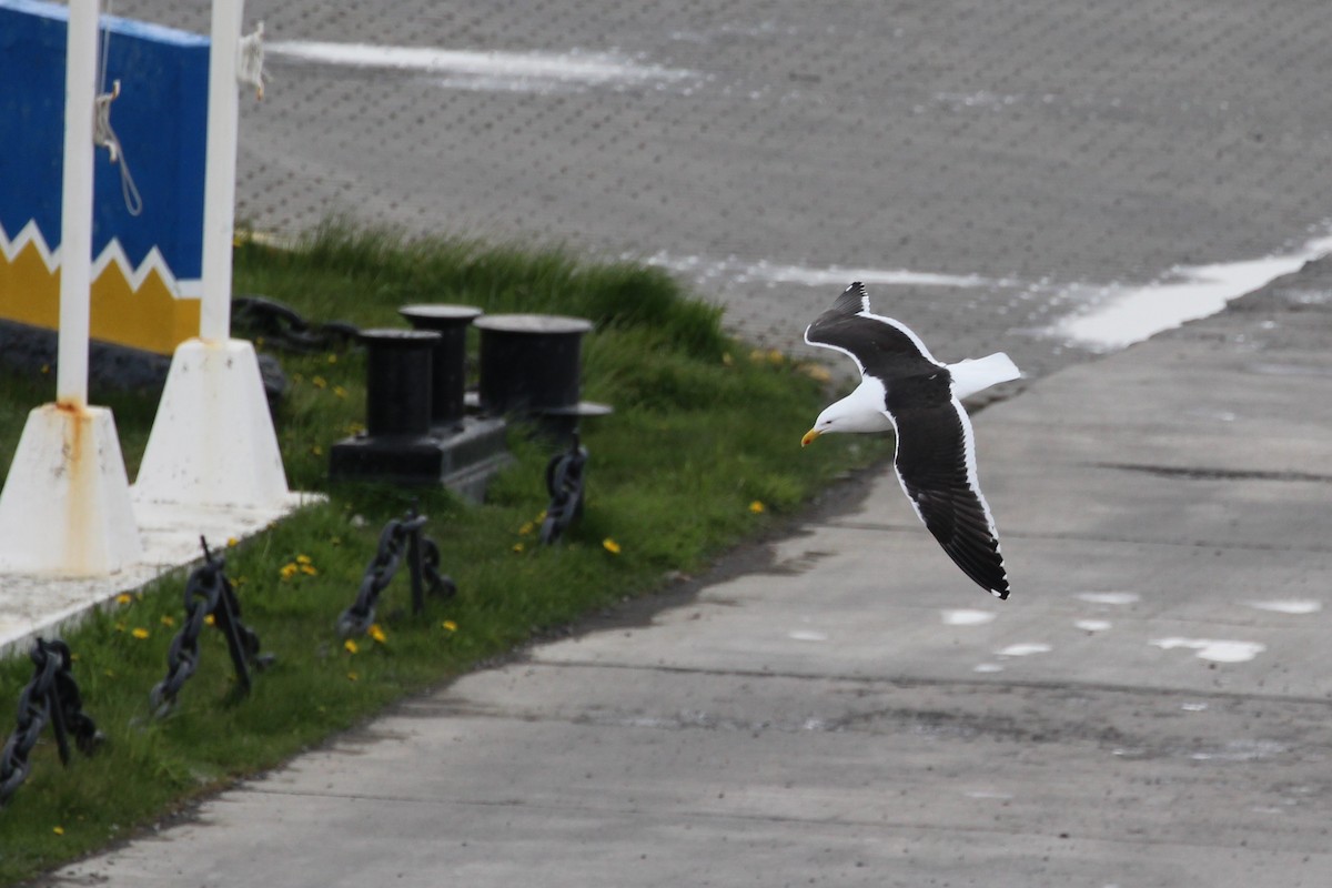 Kelp Gull - ML644054320