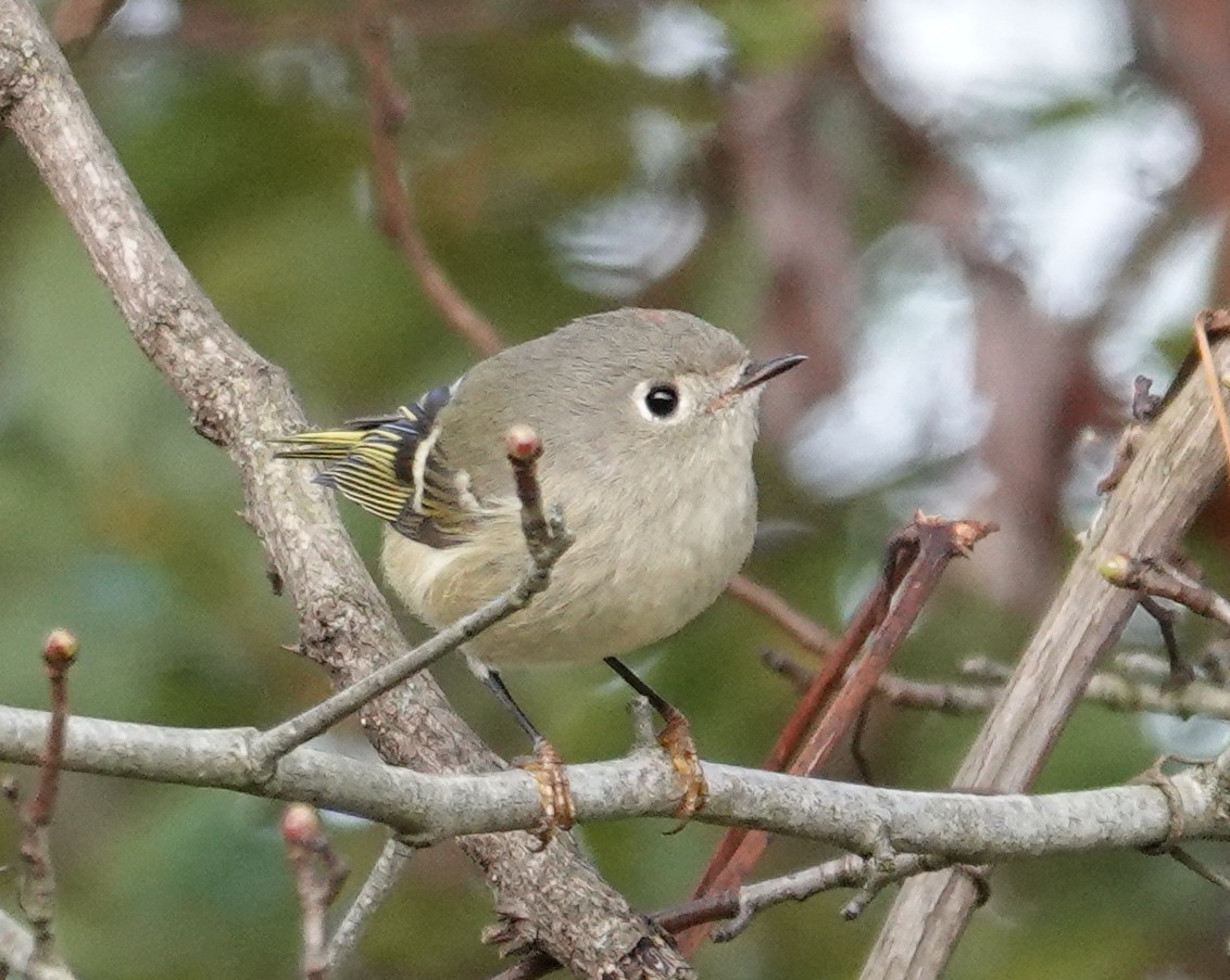 Ruby-crowned Kinglet - ML644054323