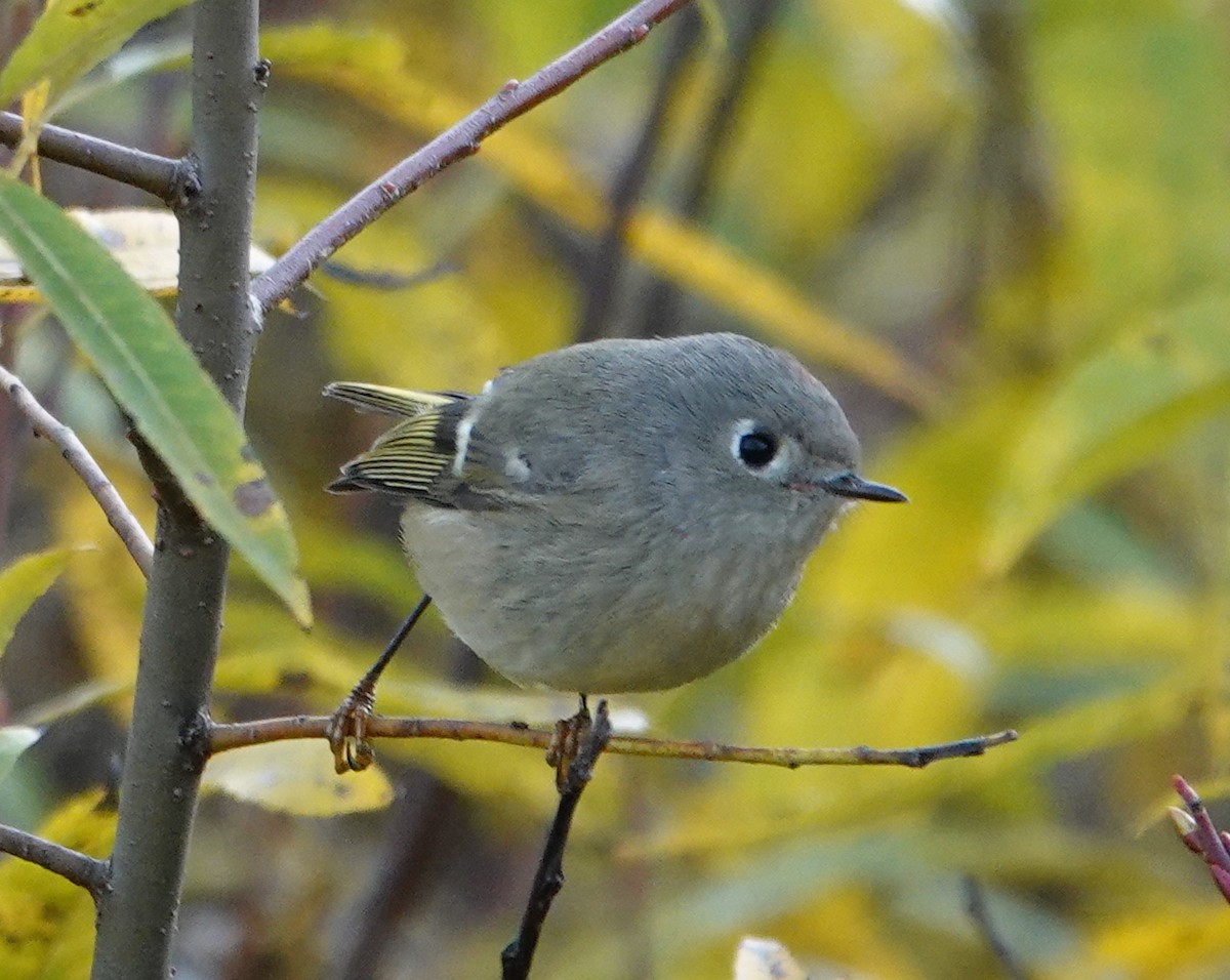 Ruby-crowned Kinglet - ML644054324