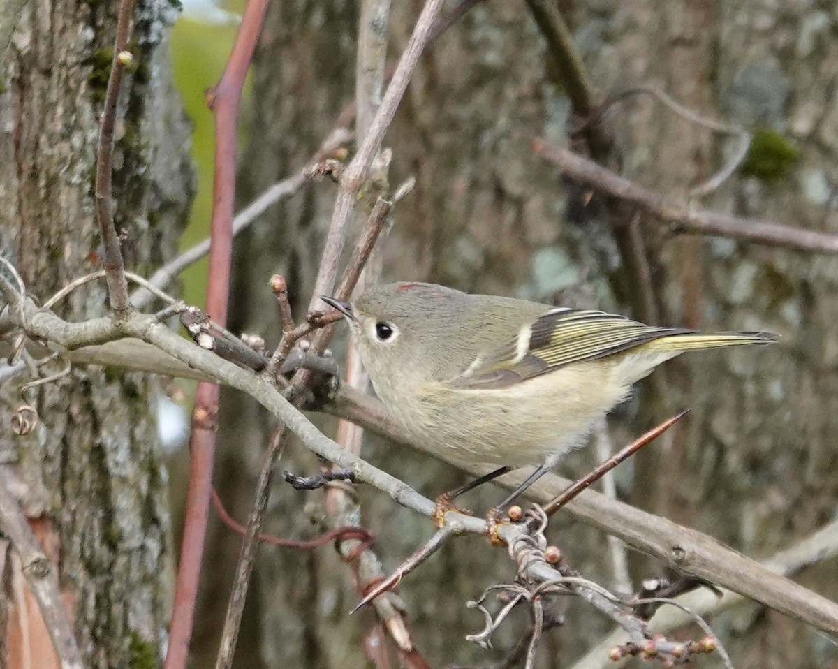 Ruby-crowned Kinglet - ML644054325