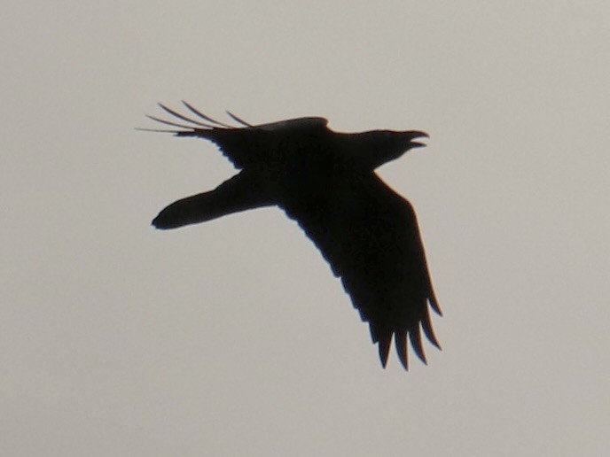 Common Raven - ML644054326