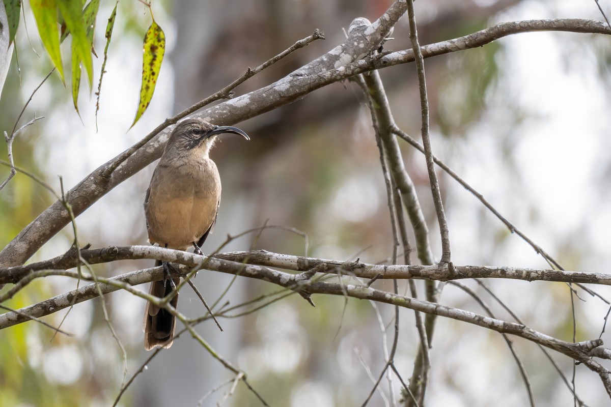 California Thrasher - ML644054328