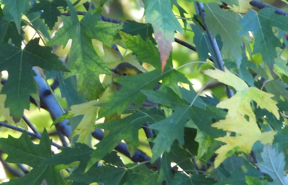 Townsend's x Hermit Warbler (hybrid) - ML644054332