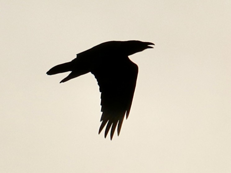 Common Raven - ML644054334