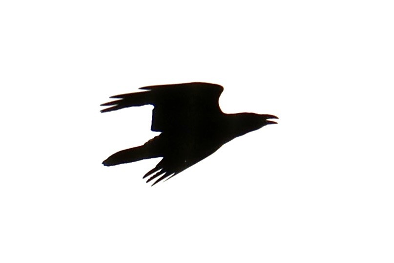 Common Raven - ML644054339
