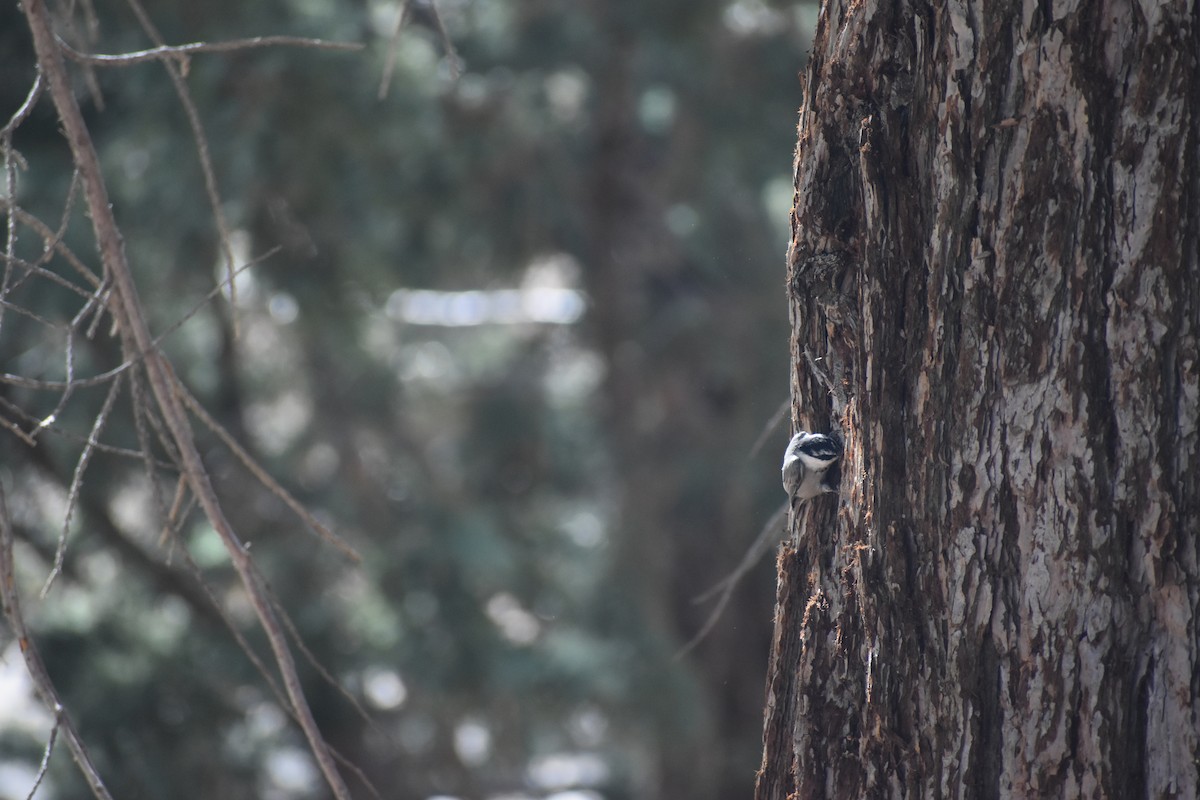 Mountain Chickadee - ML644054346